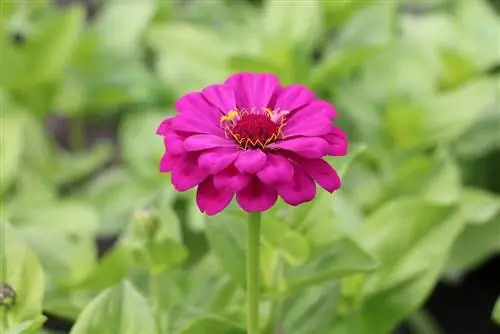 Zinnia, Zinnia - การหว่านและการดูแล