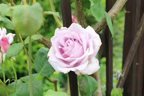 Rose stem, rose trunk - care