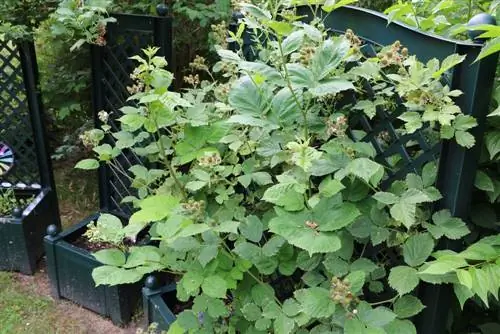 Blackberry - Rubus seksjon