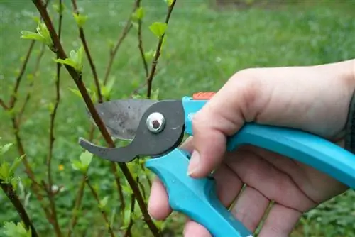 Cutting bushes - instructions and timing