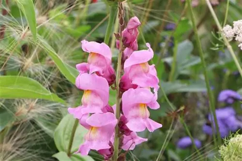 Snapdragons, snapdragons - cuidado e inverno