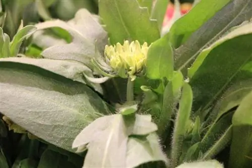 Bunga Cockade - Gaillardia aristata