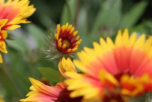 Кокарда гүлү - Gaillardia aristata