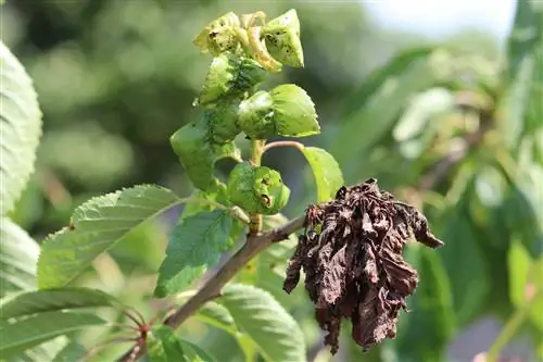 Bestrijding van de piekdroogte in Monilia