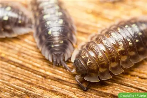 Woodlice no apartamento - causas e controle