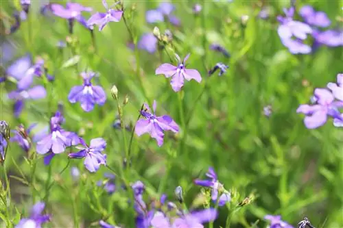 Lobelias - sowing, care and cutting