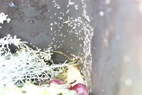 Combattez les asticots dans les poubelles et les poubelles