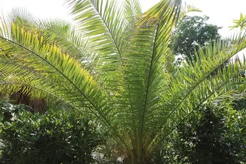 Phoenix palm - plante, sorg & Oorwintering