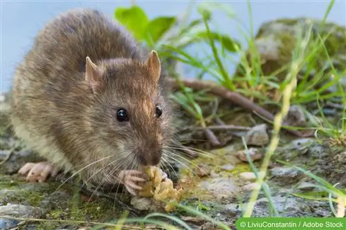 Colocar cebo para ratas: ¿qué les gusta comer a las ratas?