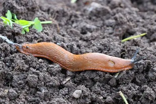 Biološka sredstva proti polžem