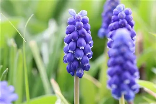 আঙ্গুর হায়াসিন্থস - Muscari