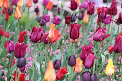 Sätt i blomlökar på rätt sätt - när ska man plantera dem?