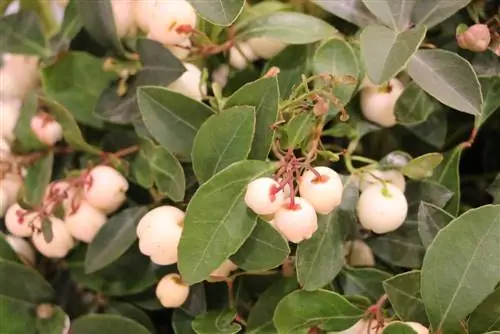 Mockberry - Gaultheria procumbens