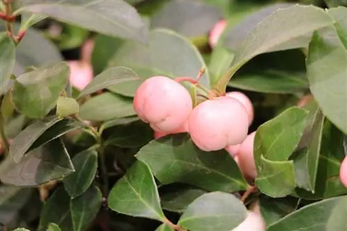 Mockberry - Gaultheria procumbens