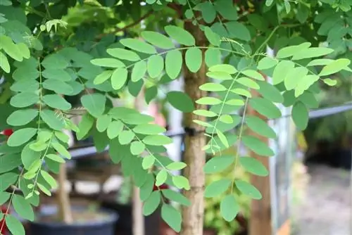 Black Locust, Ball Locust - Pagtatanim, Pag-aalaga at Pagputol