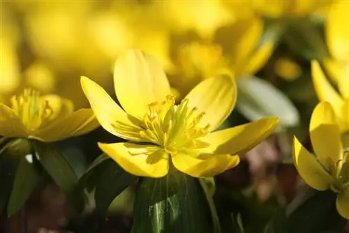 Acônitos de inverno, Eranthis hyemalis - plantio e cuidado