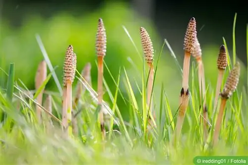 Cavalinha de combate, Equisetum arvense vs. erva medicinal