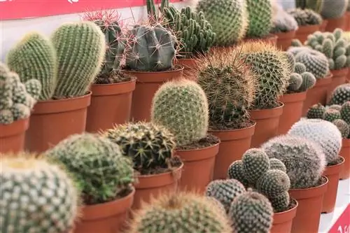 Cacti - types, care and propagation