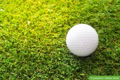 Crearea unui gazon de golf - îngrășământ semințe &