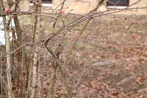 Zimní kalina - Viburnum bodnantense svítání