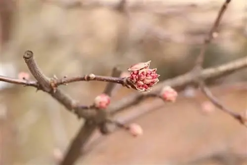 Kalina zimní, Viburnum bodnantense 'Dawn' - návod na péči