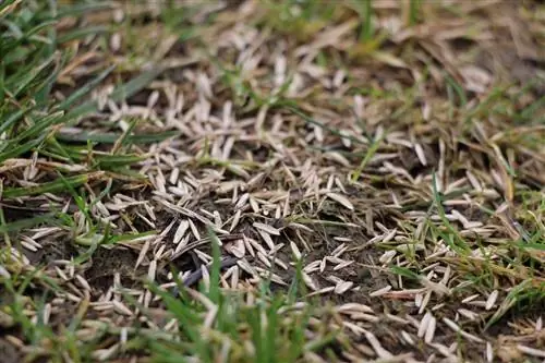 Lawn Seeds - Which Type of Grass Seeds to Choose?