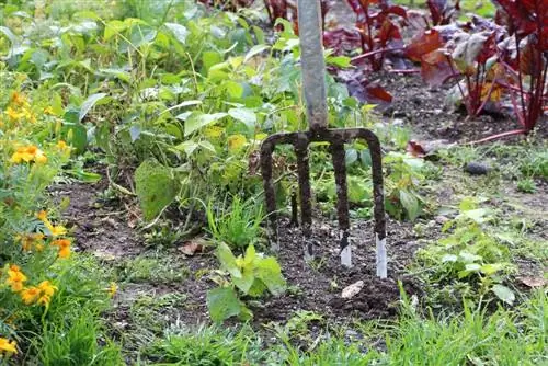 Creating an allotment garden - ideas for the mixed garden