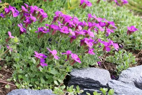 Mga sikat na hardy rock garden na halaman