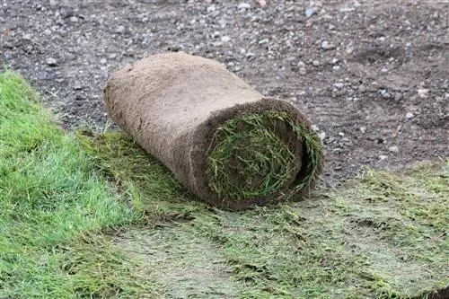 Ceny za rolovaný trávnik - hotový trávnik