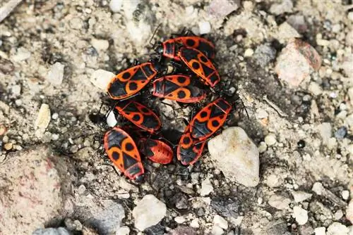 Luchar contra los insectos en el jardín: los mejores remedios caseros