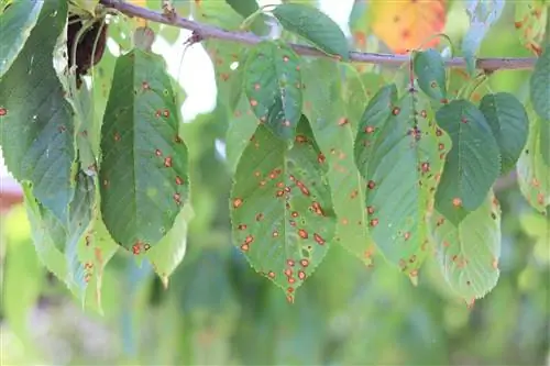 Mal altia de les taques de les fulles i fulles marrons