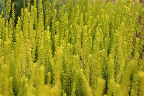 Common heather, summer heather, calluna - planting and care