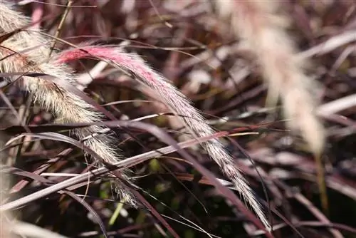 Pennisetum trava - Pennisetum setaceum rubrum