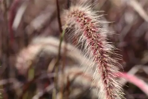 Pennisetum trava - nega na vrtu in košnja