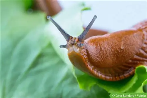 Fight slugs successfully