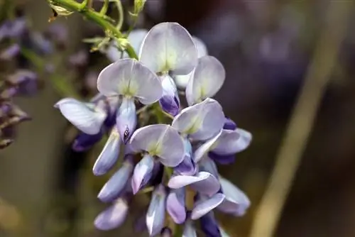 Wisteria - Wisteria - Wisteria