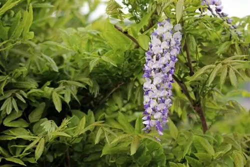 Wisteria, wisteria - hoito, leikkaaminen ja lisääminen