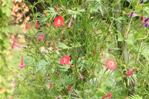 Aina za mimea inayopanda - ya kijani kibichi kila wakati, yenye maua kwa balcony na bustani