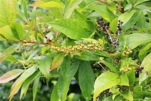 Grape heather - perawatan dan pemotongan