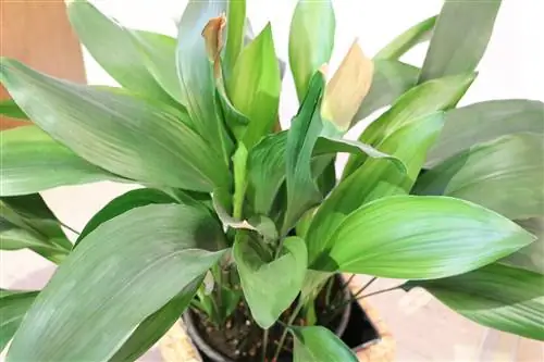 Cobbler palm, Aspidistra elatior - การดูแล