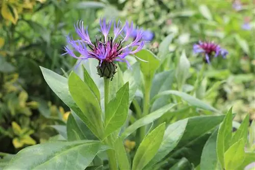 Knapweed, gunung, dan kepingan salju - rawat di taman