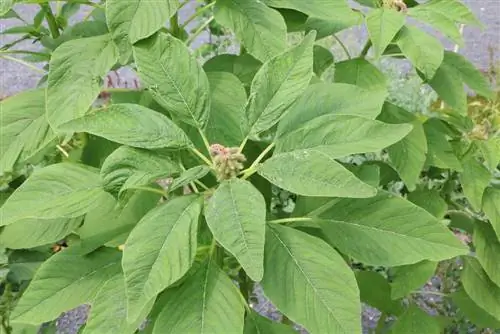 Foxtail amaranth