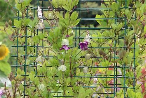 Tswb vine - Cobaea scandens