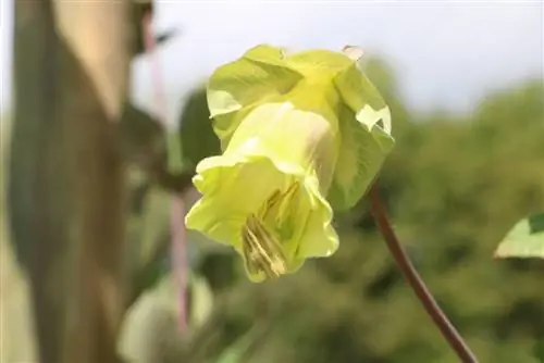 Bell vine - Cobaea scandens