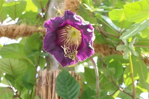 Vite campana, Cobaea scandens: cura e propagazione