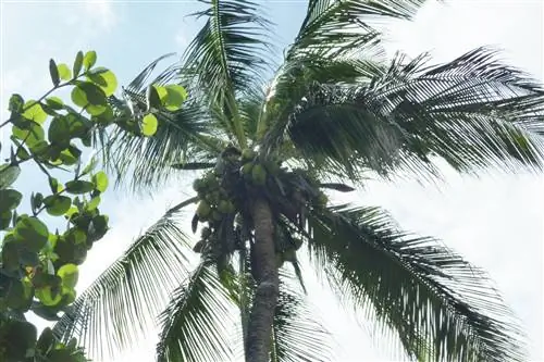 Kokospalm, Cocos nucifera - sorginstruksies