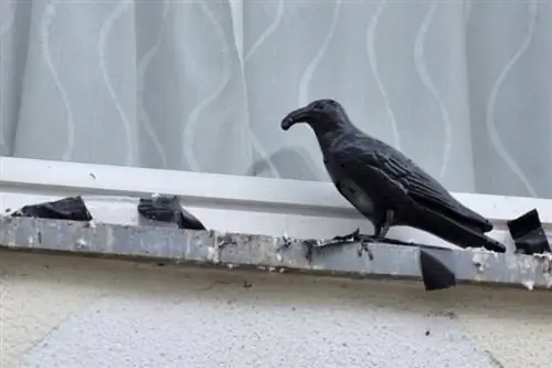 Raven bird dummy sa window sill