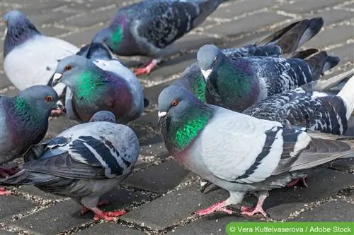 Vrasja e pëllumbave me sodë buke: çfarë thotë ligji