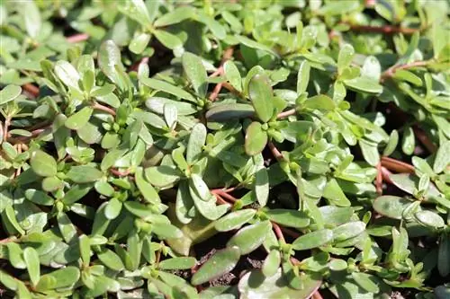 Purslane, Portulaca oleracea - тариалалт, арчилгаа