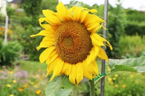 Luledielli vjetor (Helianthus annuus)